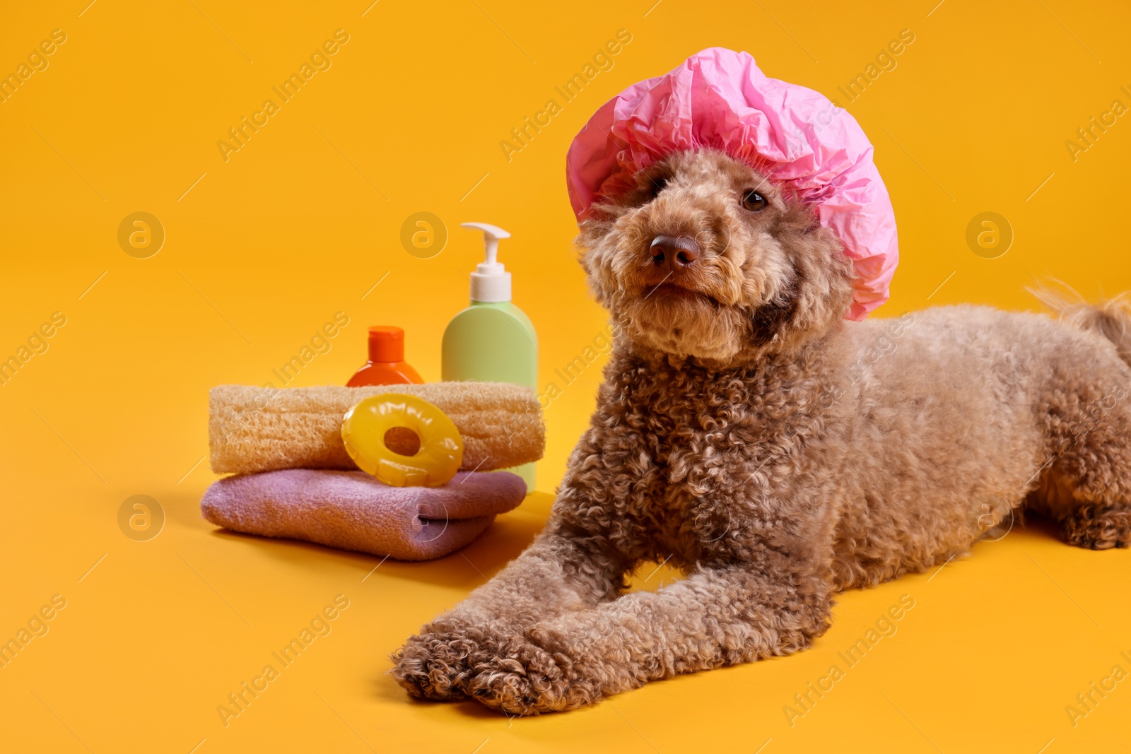 Photo of Cute dog with shower cap and other bath accessories on orange background