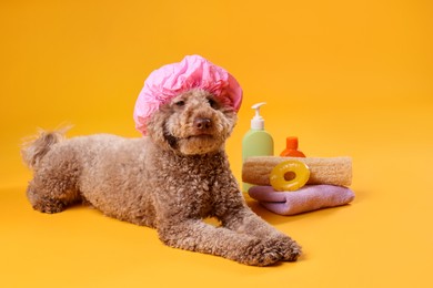 Photo of Cute dog with shower cap and other bath accessories on orange background