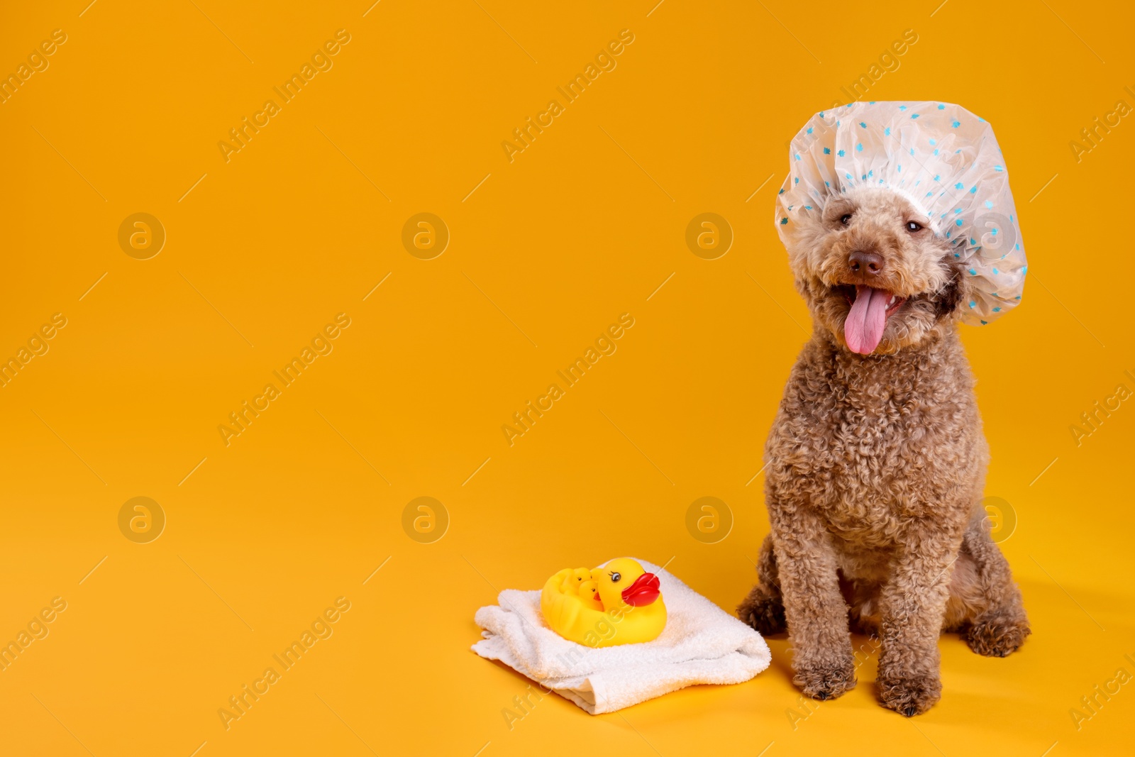 Photo of Cute dog with shower cap, towel and bath ducks on orange background, space for text