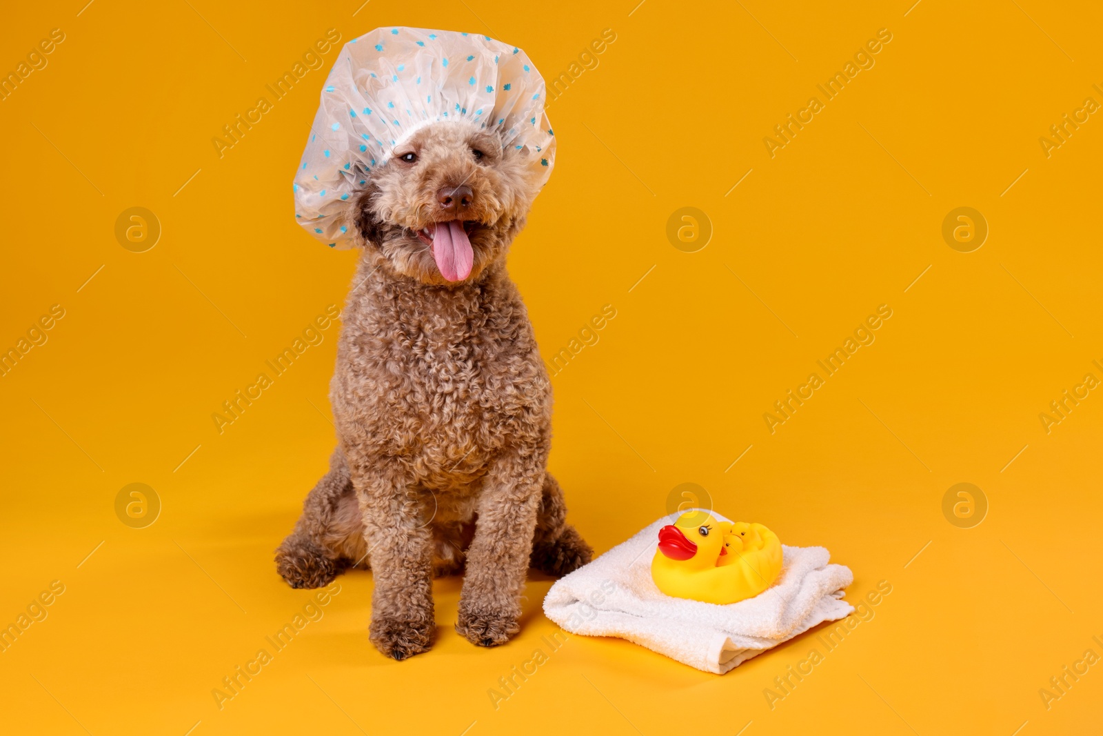 Photo of Cute dog with shower cap, towel and bath ducks on orange background