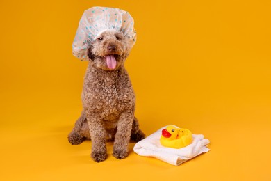 Photo of Cute dog with shower cap, towel and bath ducks on orange background