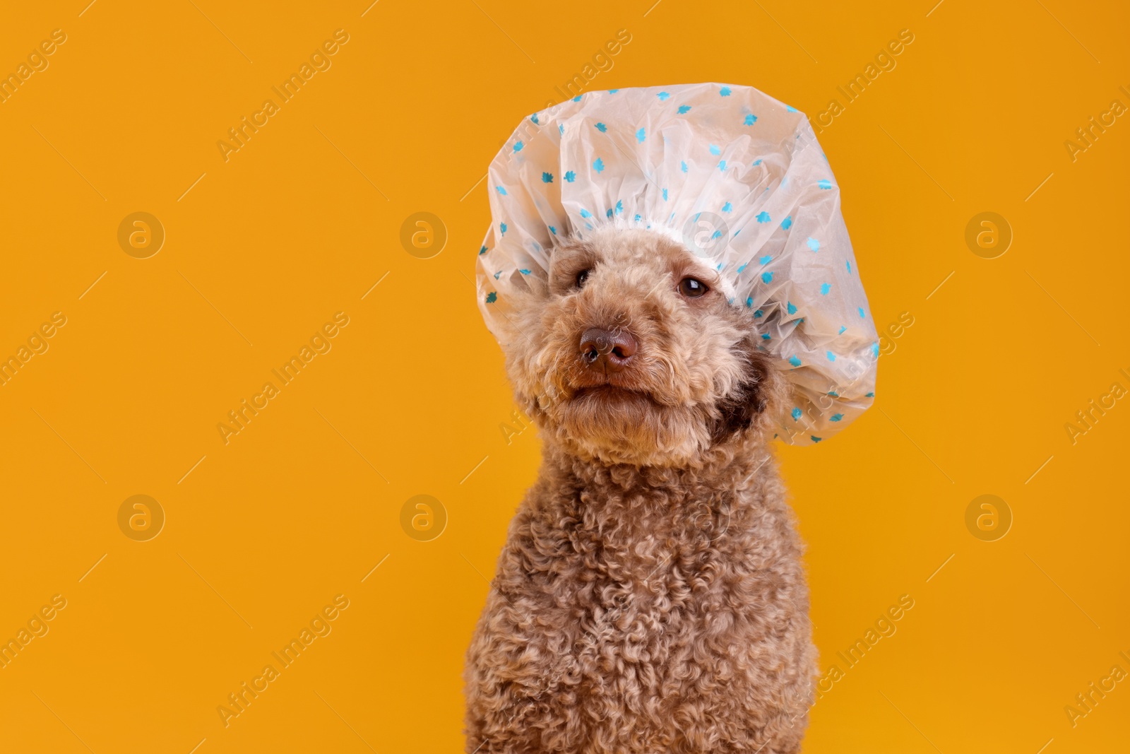 Photo of Cute dog with shower cap on orange background, space for text