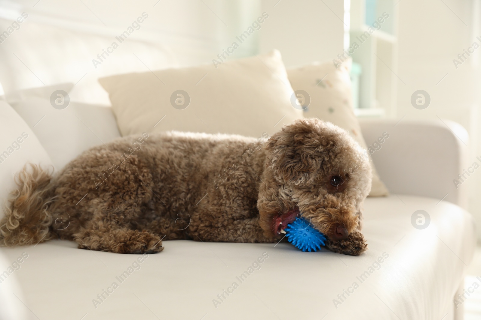 Photo of Cute dog with toy on sofa at home. Adorable pet