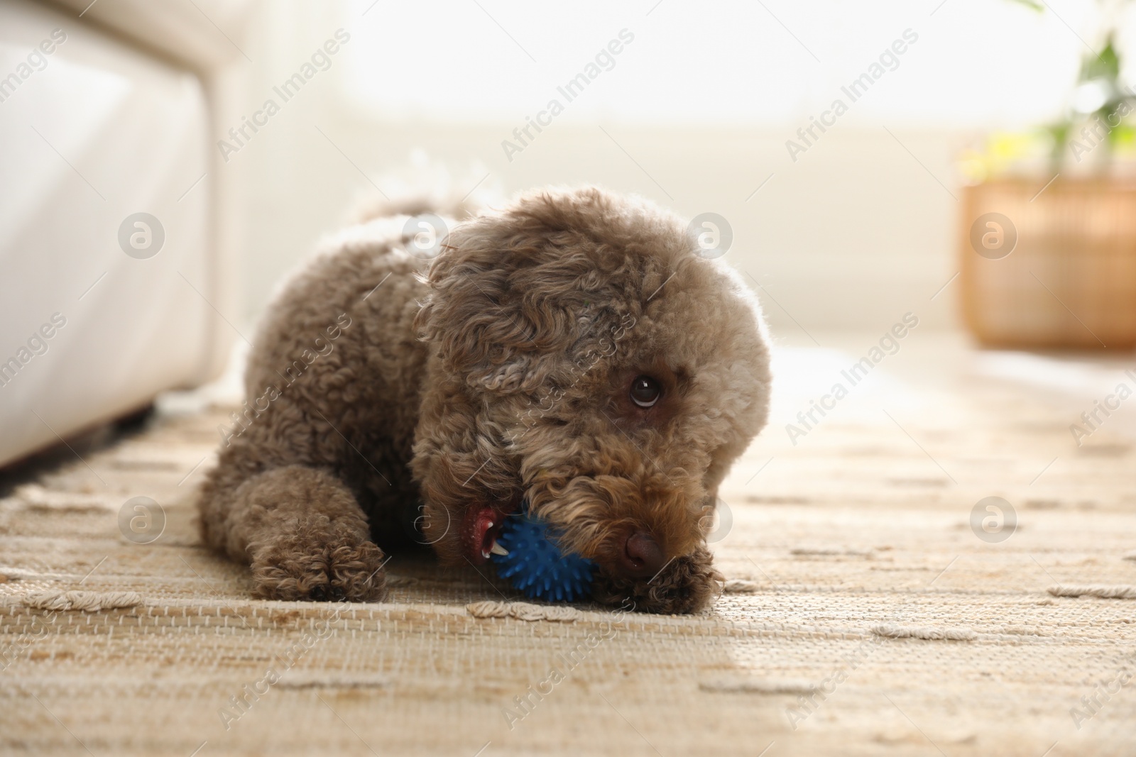 Photo of Cute dog playing with toy at home. Adorable pet