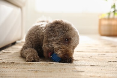 Photo of Cute dog playing with toy at home. Adorable pet