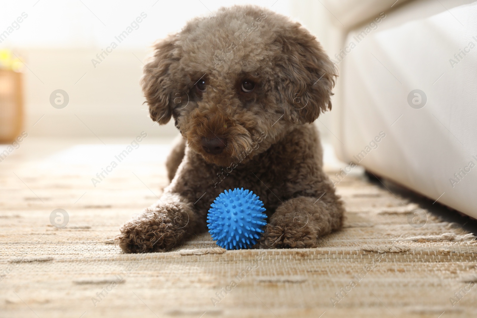 Photo of Cute dog with toy at home. Adorable pet