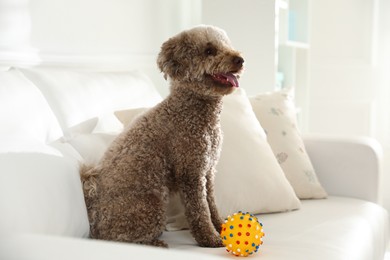 Photo of Cute dog with toy on sofa at home. Adorable pet