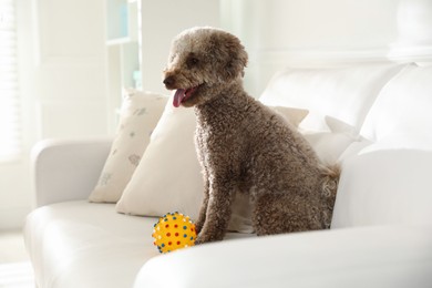 Photo of Cute dog with toy on sofa at home. Adorable pet