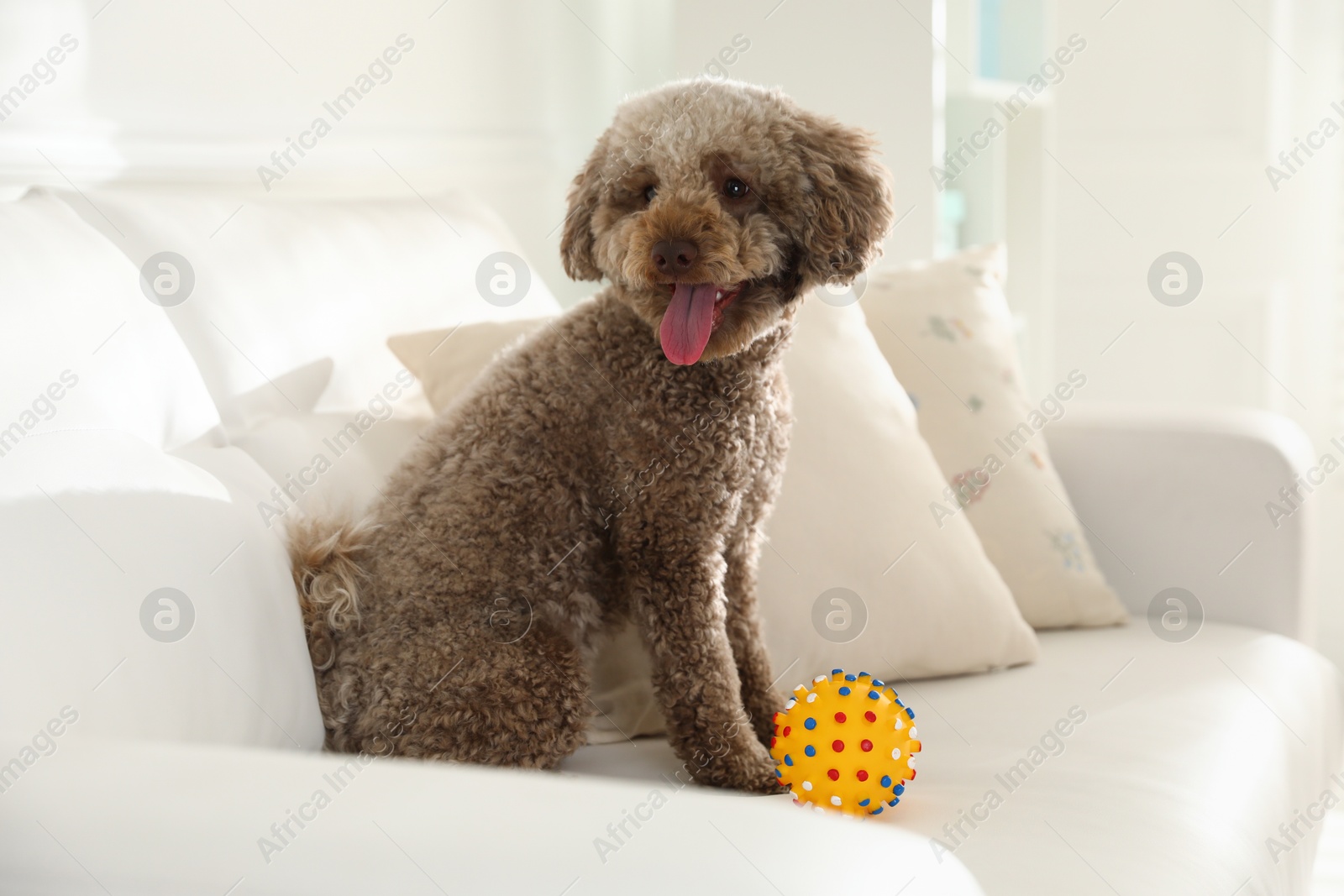 Photo of Cute dog with toy on sofa at home. Adorable pet