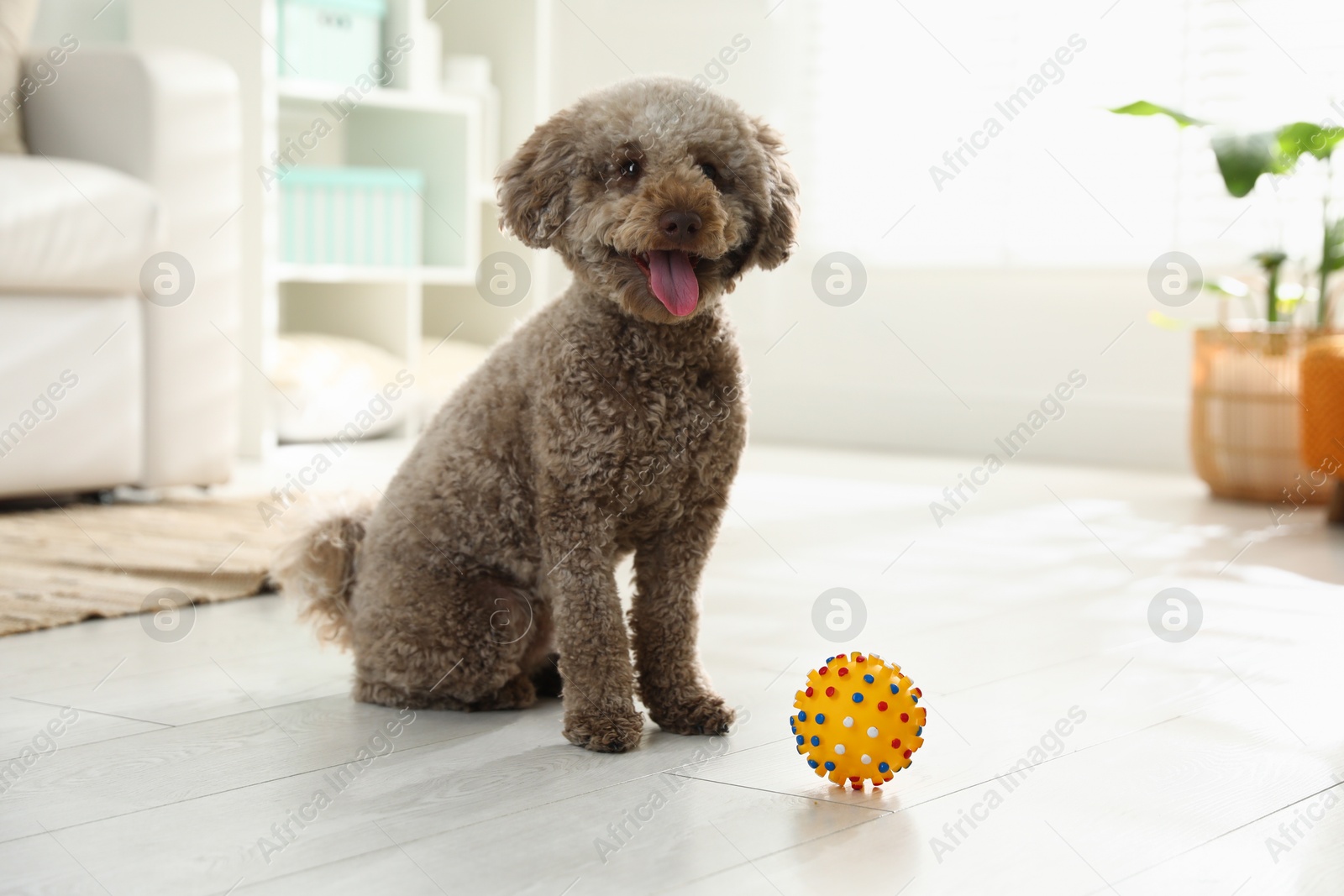 Photo of Cute dog with toy at home. Adorable pet