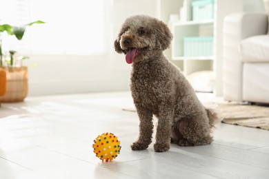 Photo of Cute dog with toy at home. Adorable pet