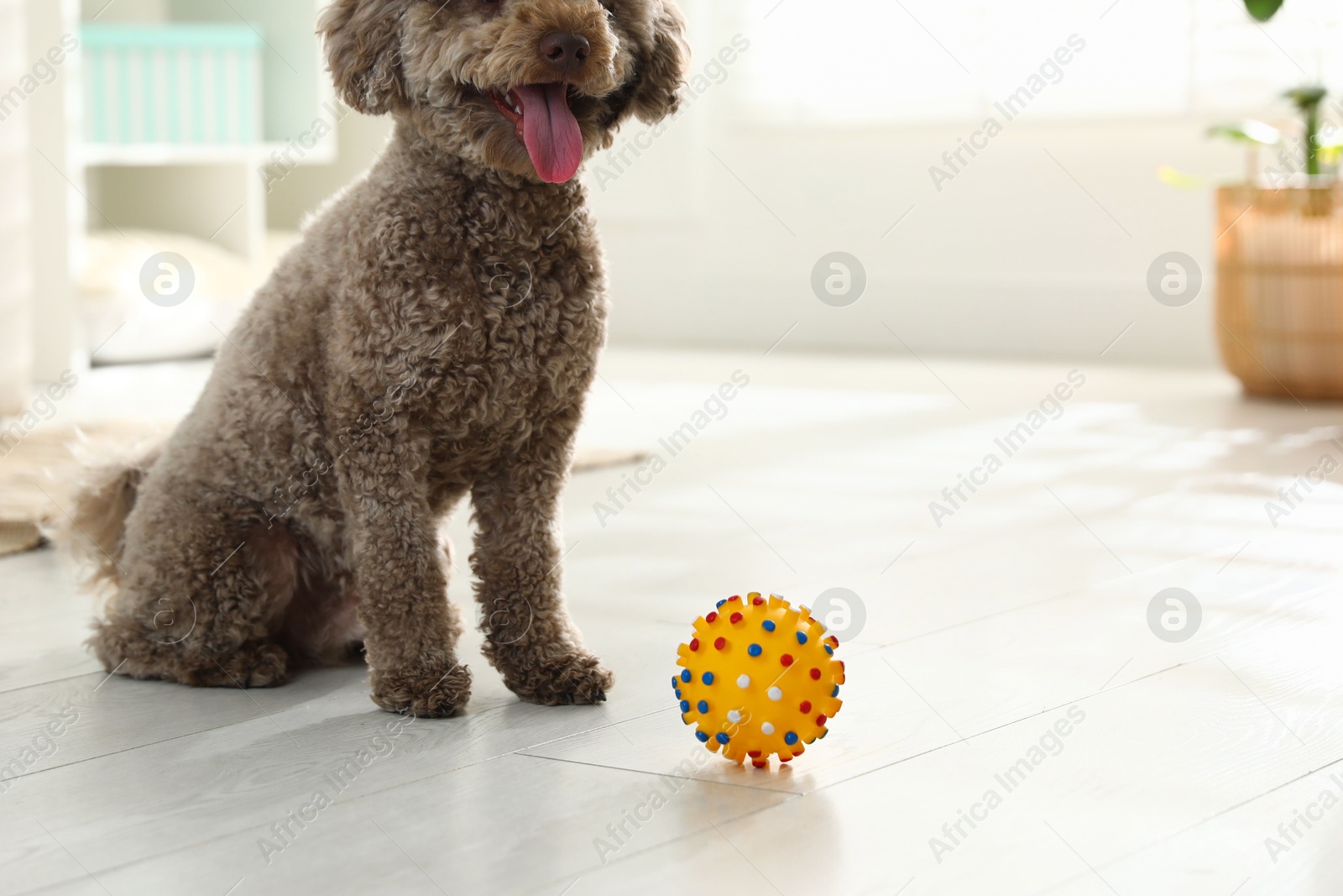 Photo of Cute dog with toy at home, closeup. Adorable pet