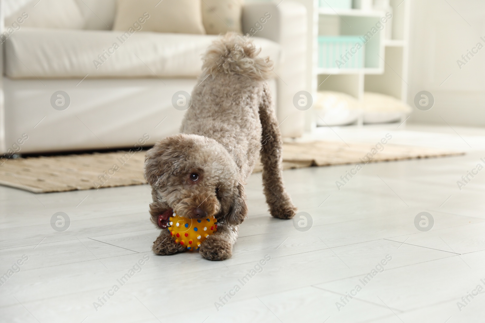 Photo of Cute dog playing with toy at home. Adorable pet