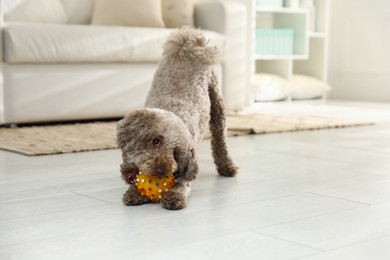 Photo of Cute dog playing with toy at home. Adorable pet