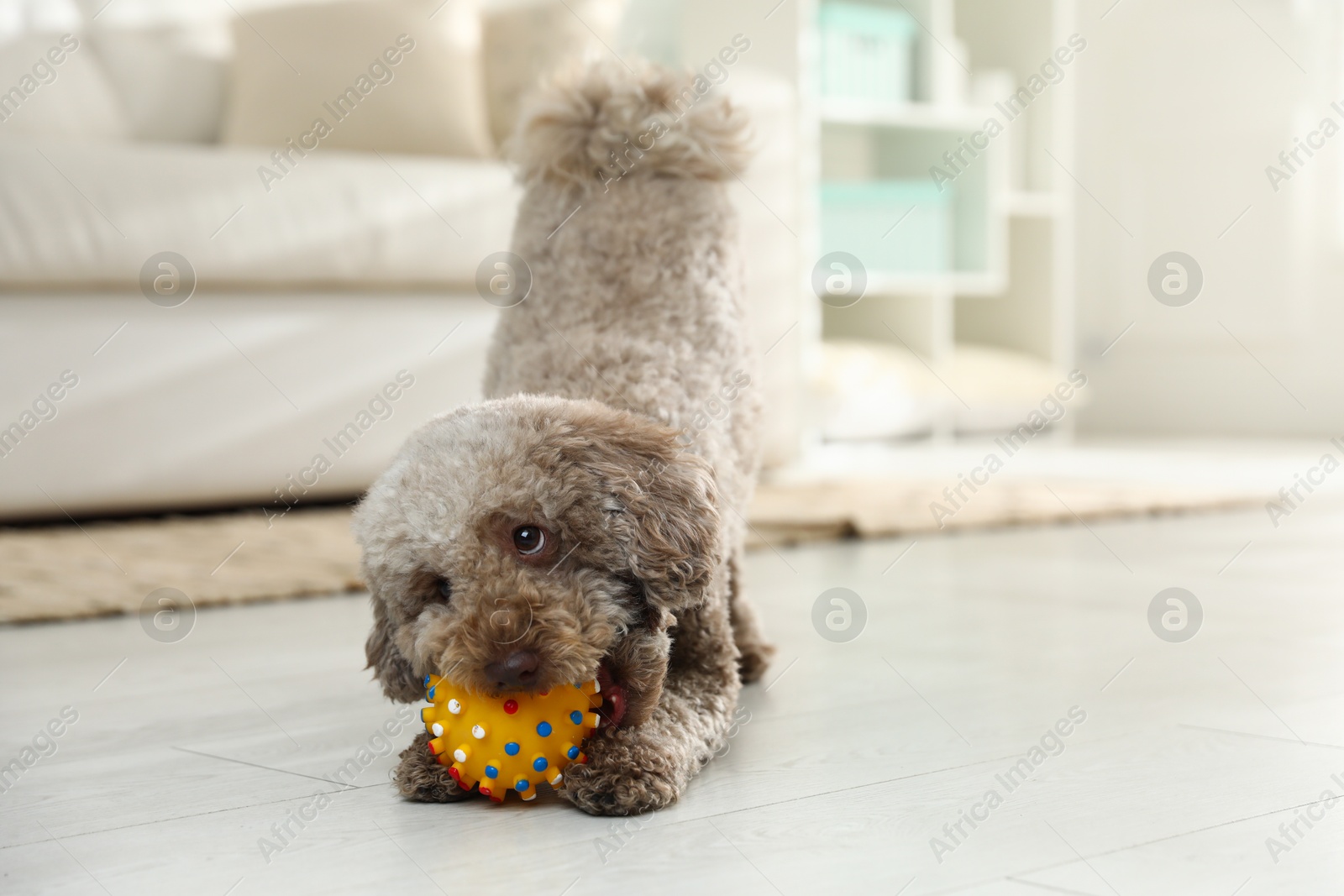 Photo of Cute dog playing with toy at home. Adorable pet