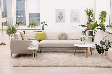 Photo of Feng shui. Stylish room with comfortable couch and houseplants