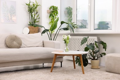 Photo of Feng shui. Stylish room with comfortable couch and houseplants