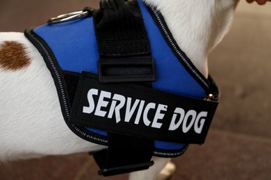 Photo of Cute Jack Russell Terrier wearing service dog vest outdoors, closeup