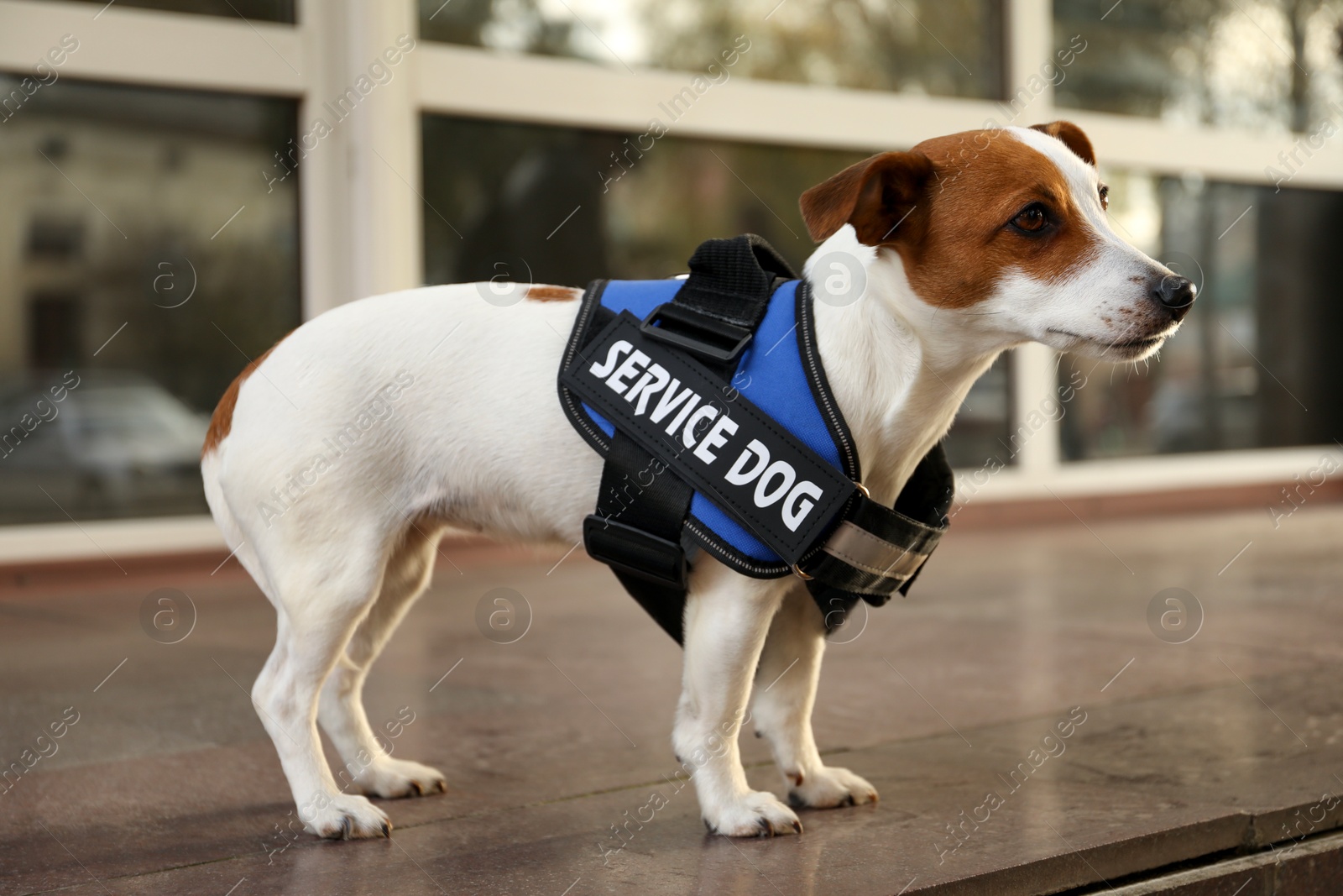 Photo of Cute Jack Russell Terrier wearing service dog vest outdoors