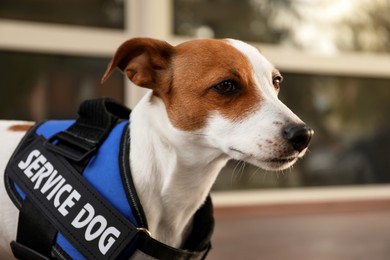 Photo of Cute Jack Russell Terrier wearing service dog vest outdoors, closeup