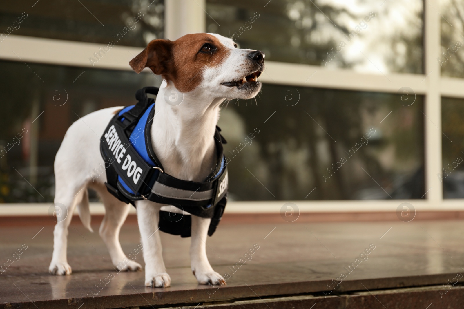 Photo of Cute Jack Russell Terrier wearing service dog vest outdoors, space for text