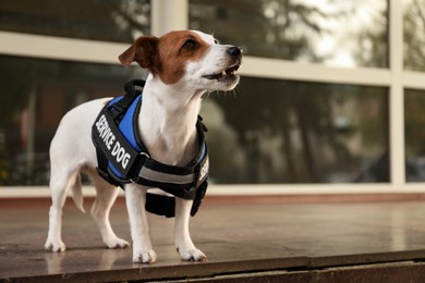 Photo of Cute Jack Russell Terrier wearing service dog vest outdoors, space for text