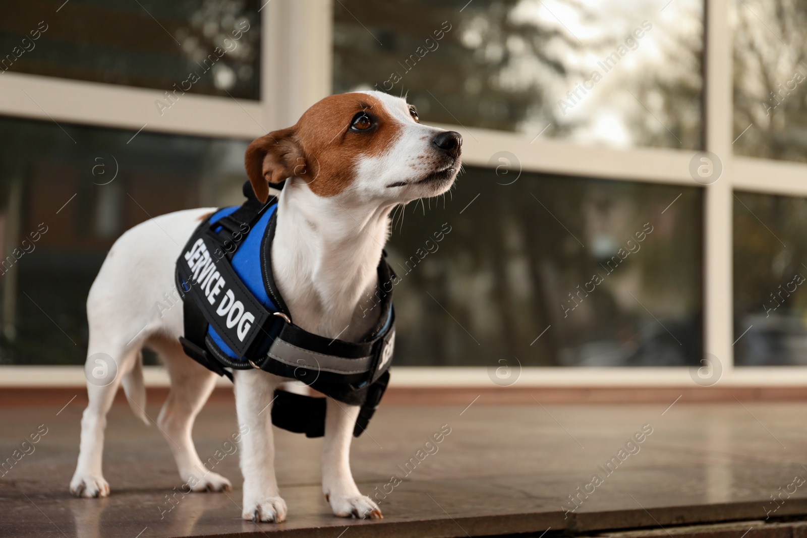 Photo of Cute Jack Russell Terrier wearing service dog vest outdoors, space for text