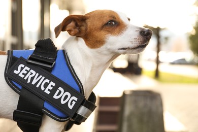 Photo of Cute Jack Russell Terrier wearing service dog vest outdoors, closeup