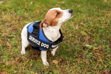 Photo of Cute Jack Russell Terrier wearing service dog vest outdoors