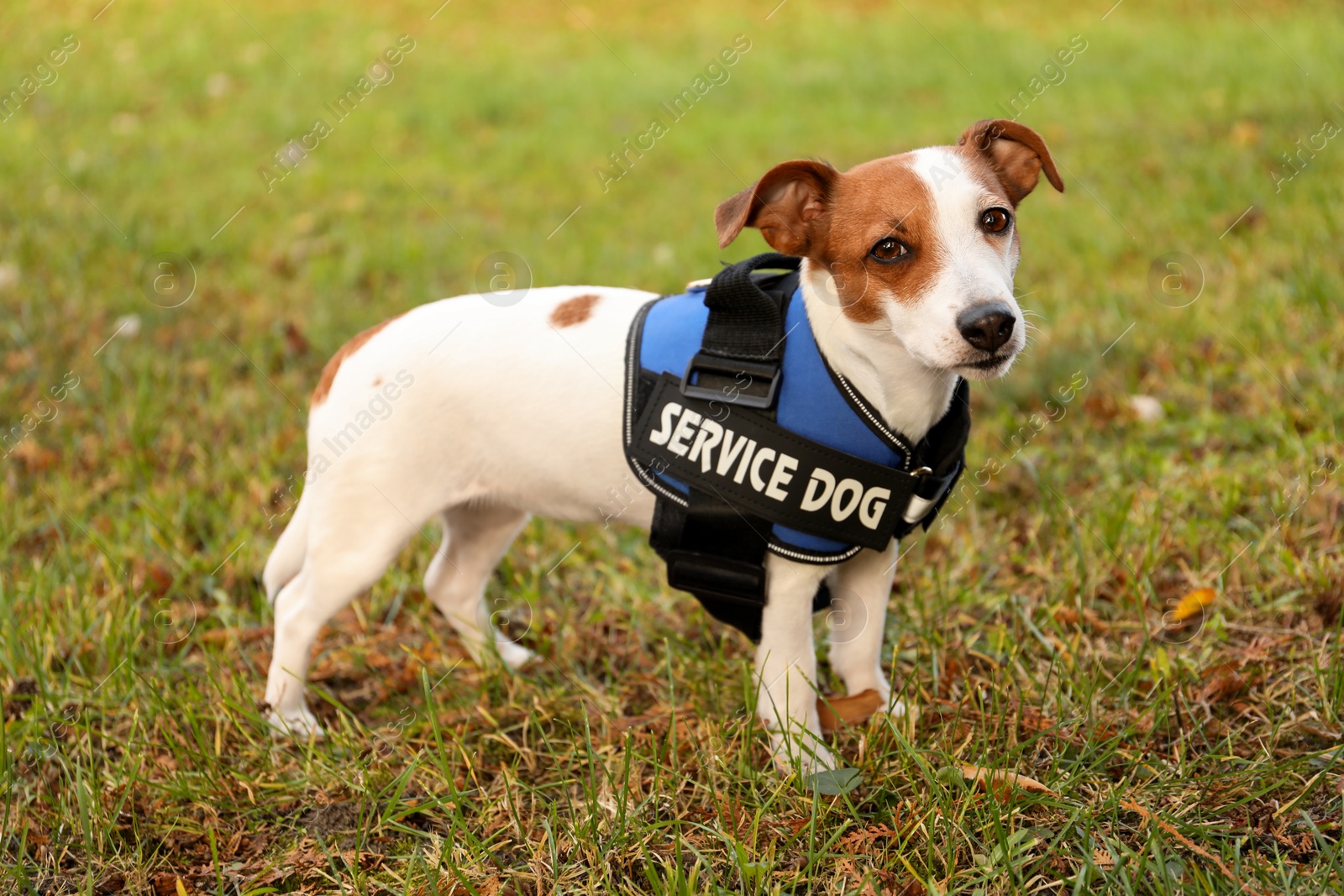 Photo of Cute Jack Russell Terrier wearing service dog vest outdoors