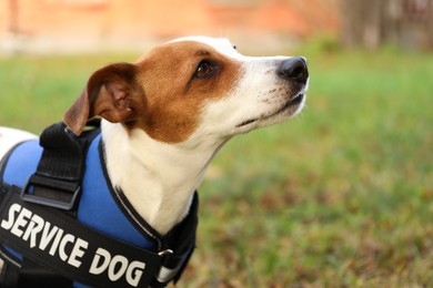 Photo of Cute Jack Russell Terrier wearing service dog vest outdoors, closeup