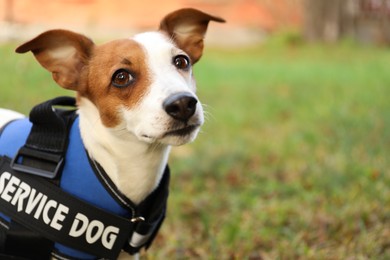 Photo of Cute Jack Russell Terrier wearing service dog vest outdoors, closeup. Space for text