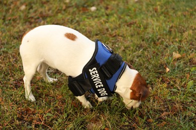 Photo of Cute Jack Russell Terrier wearing service dog vest outdoors