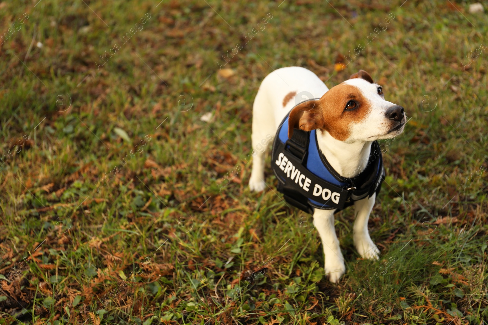 Photo of Cute Jack Russell Terrier wearing service dog vest outdoors, space for text