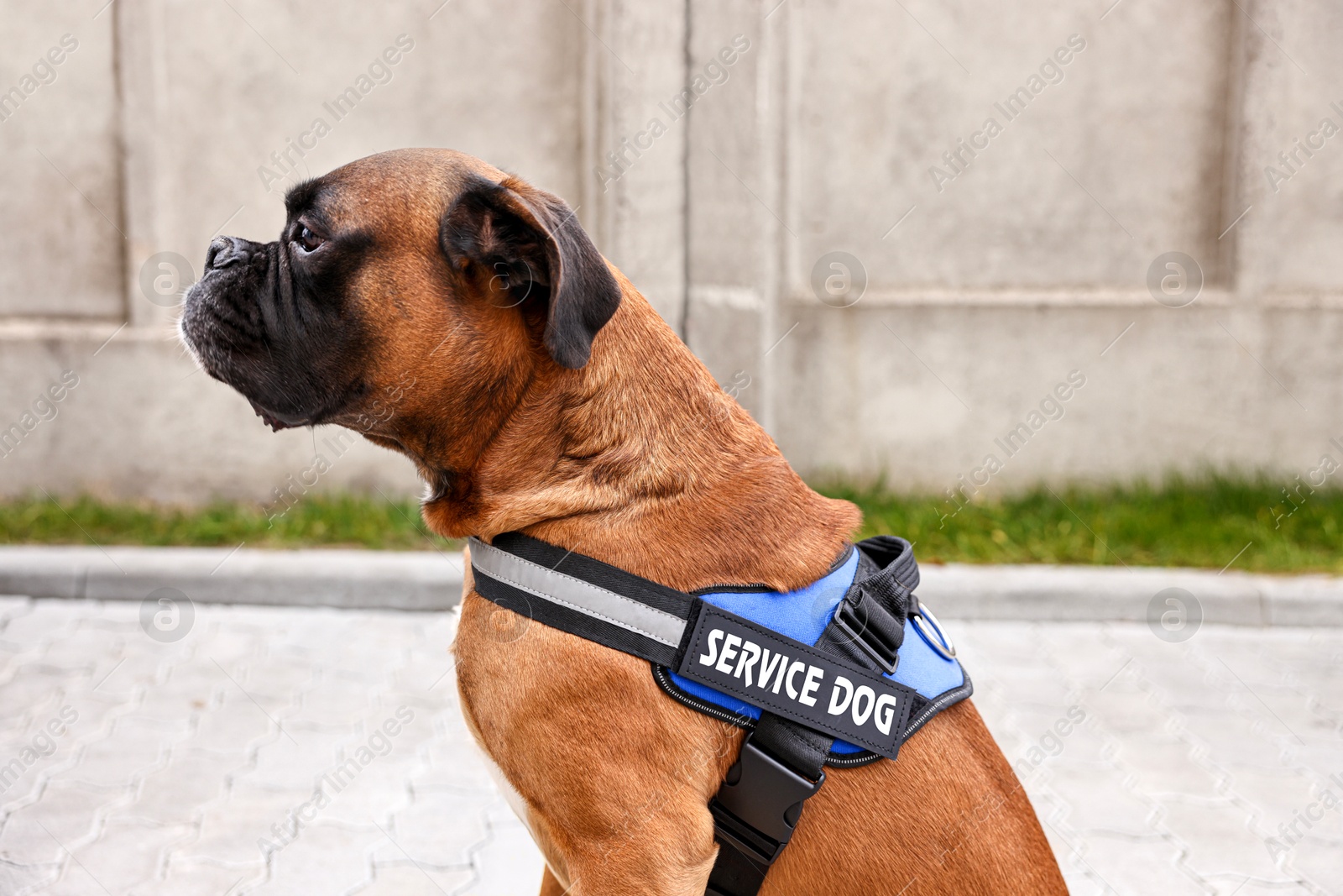 Photo of Cute service dog in vest on city street