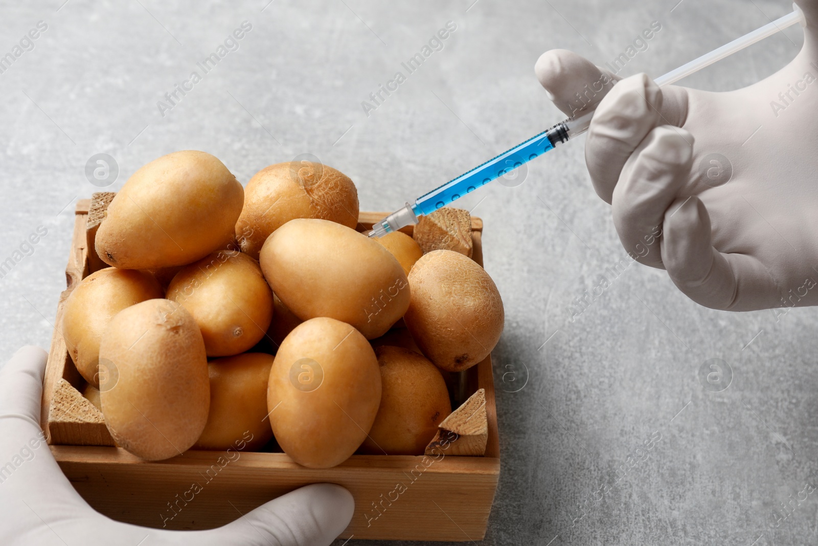 Photo of GMO concept. Scientist injecting something into potatoes at grey table, closeup