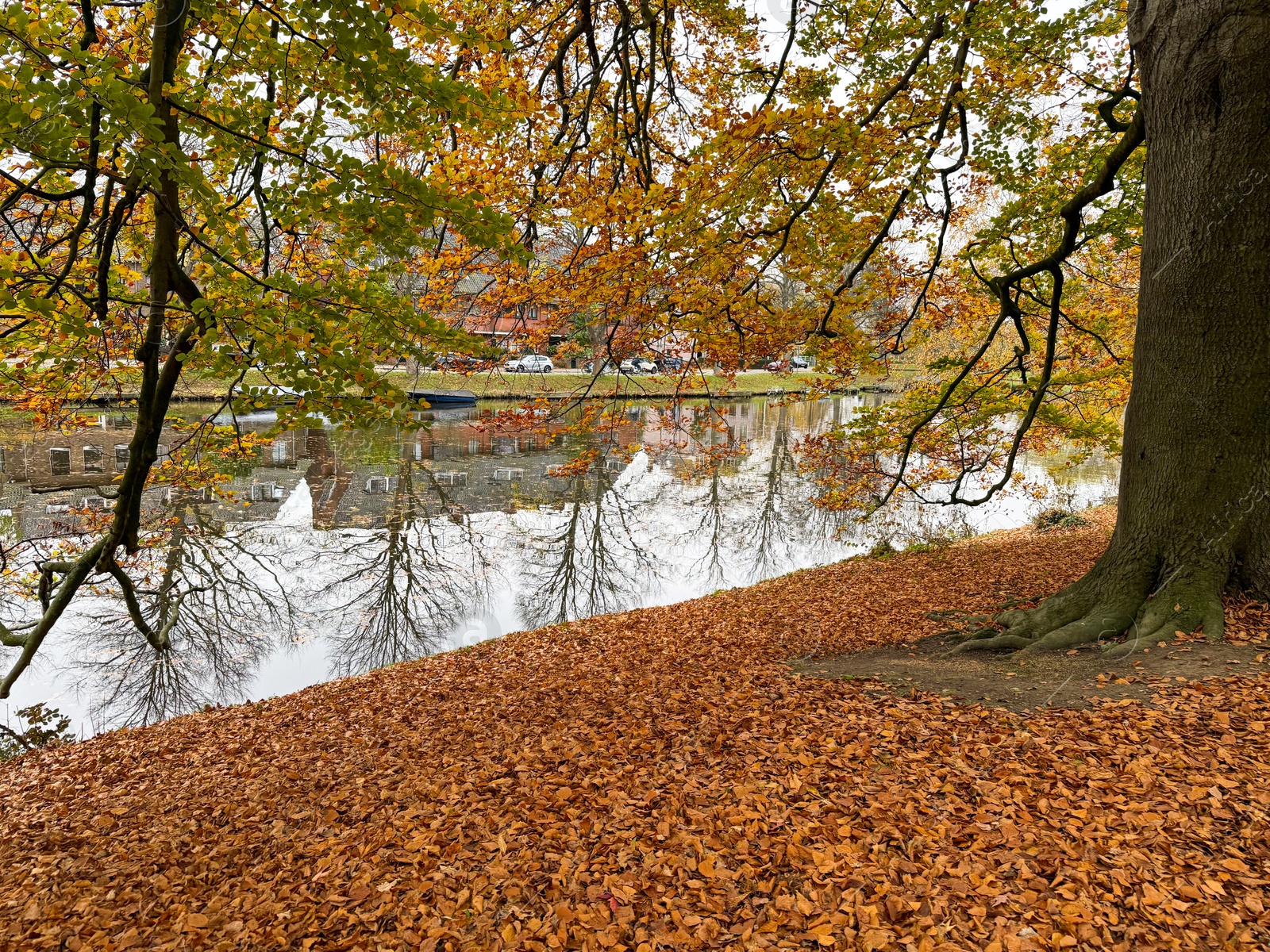 Photo of Tree and fallen leaves near pond in park