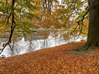 Photo of Tree and fallen leaves near pond in park