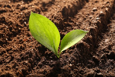 Photo of Young sapling in fresh soil, closeup view