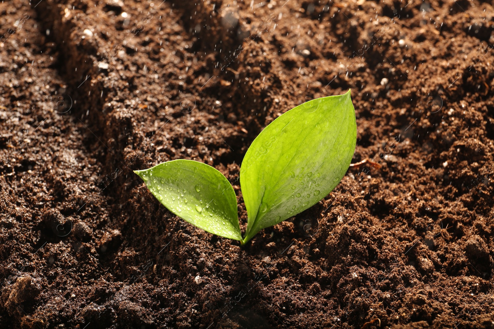 Photo of Young sapling in fresh soil, closeup view