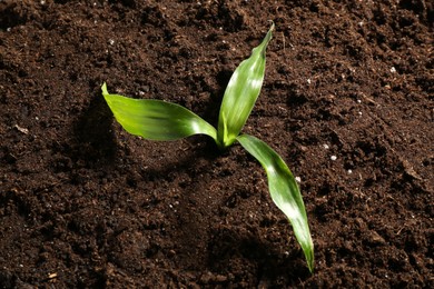 Photo of Young sapling in fresh soil, closeup view