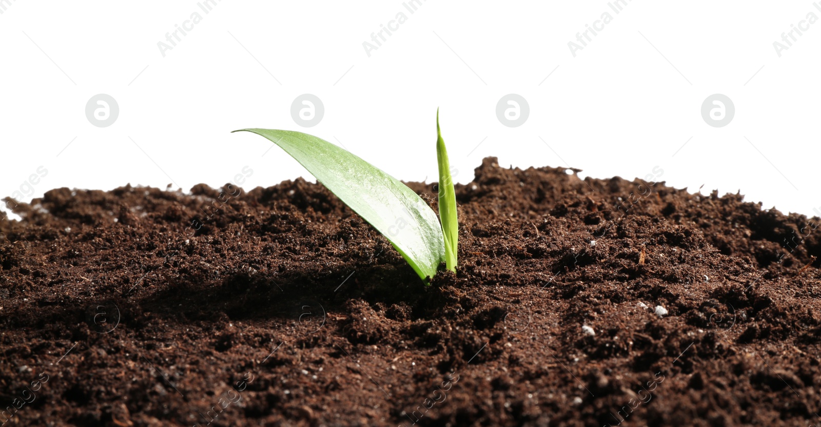 Photo of Young sapling in soil isolated on white