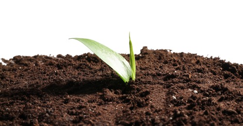 Young sapling in soil isolated on white