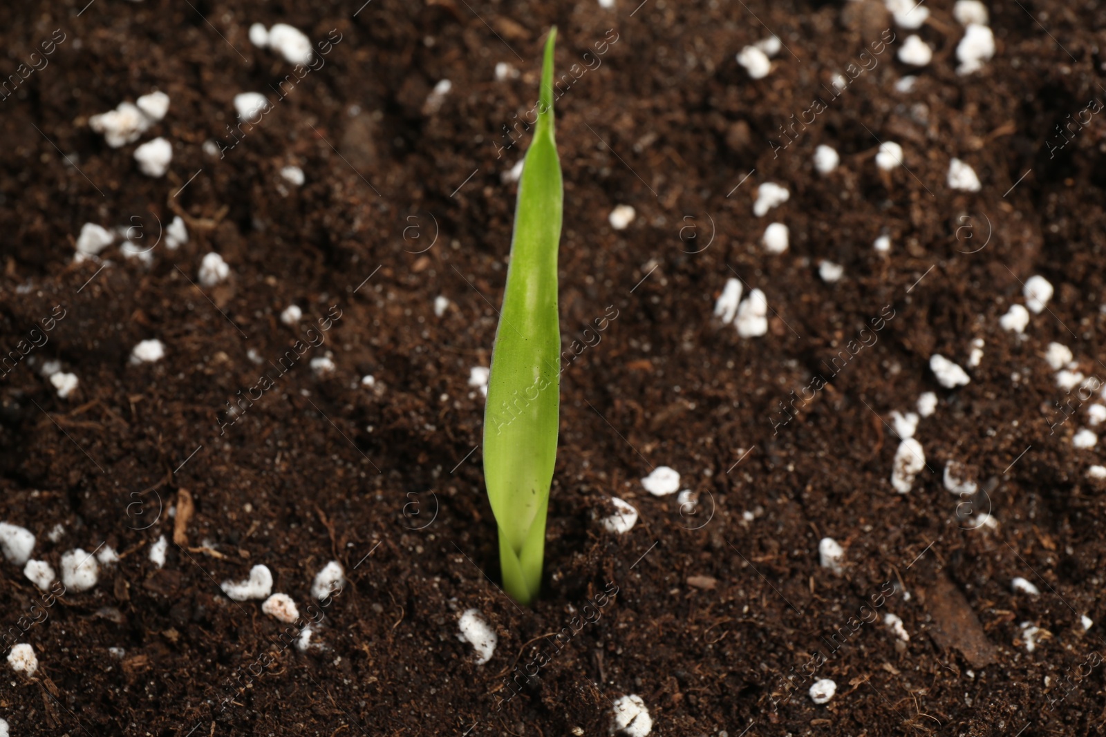 Photo of Young sapling in fresh soil with fertilizer, closeup