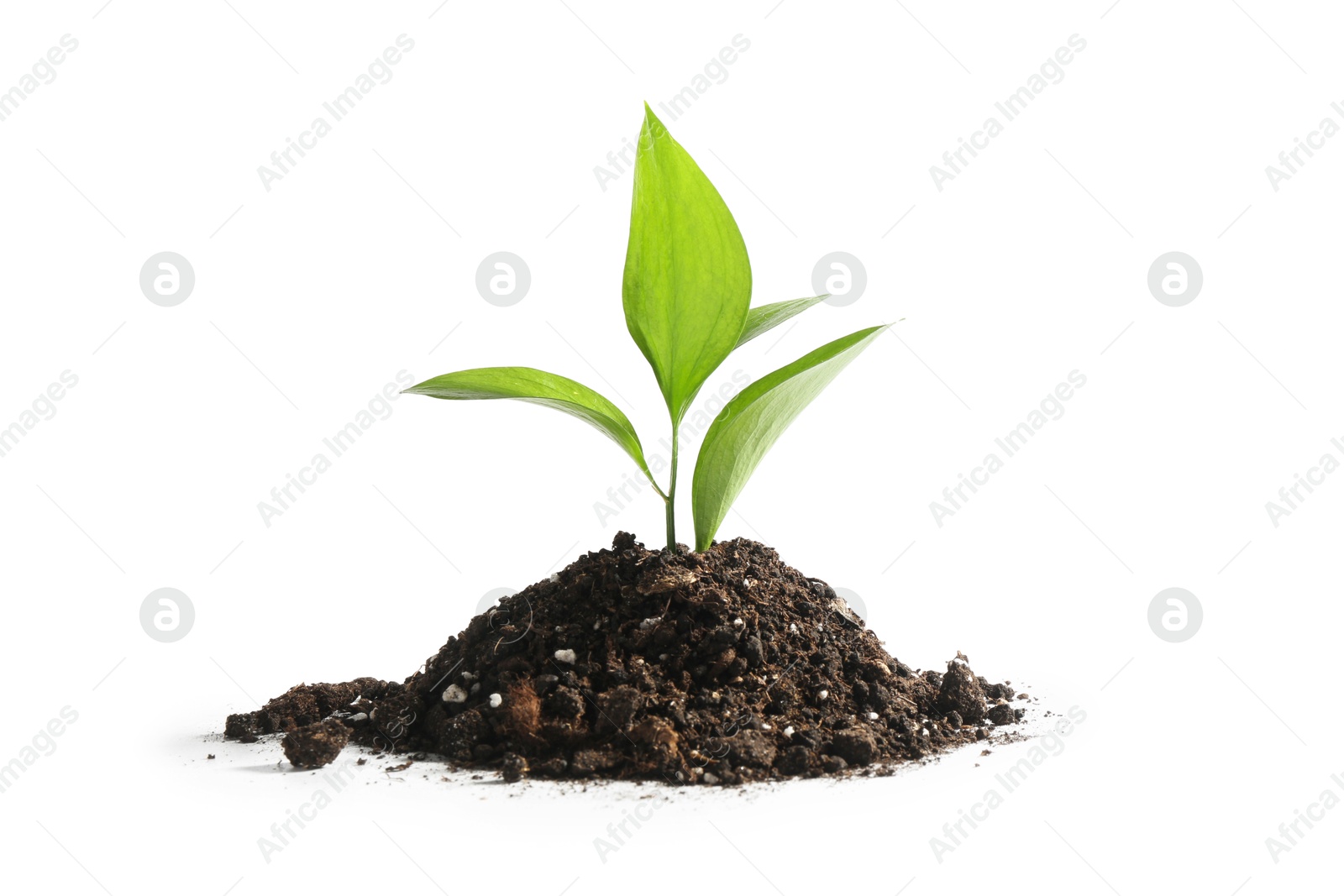 Photo of Young sapling in soil isolated on white