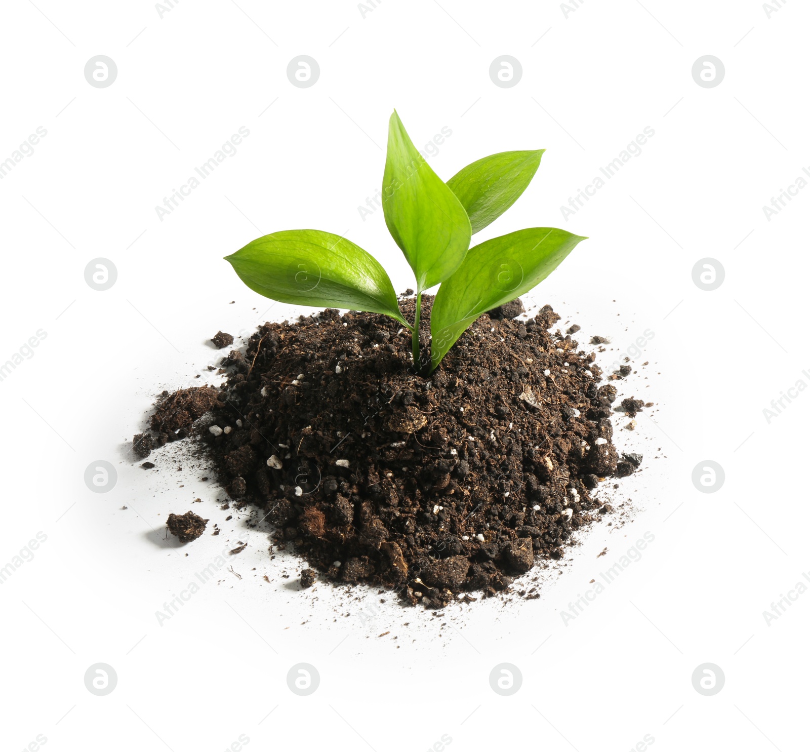 Photo of Young sapling in soil isolated on white