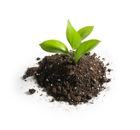 Young sapling in soil isolated on white