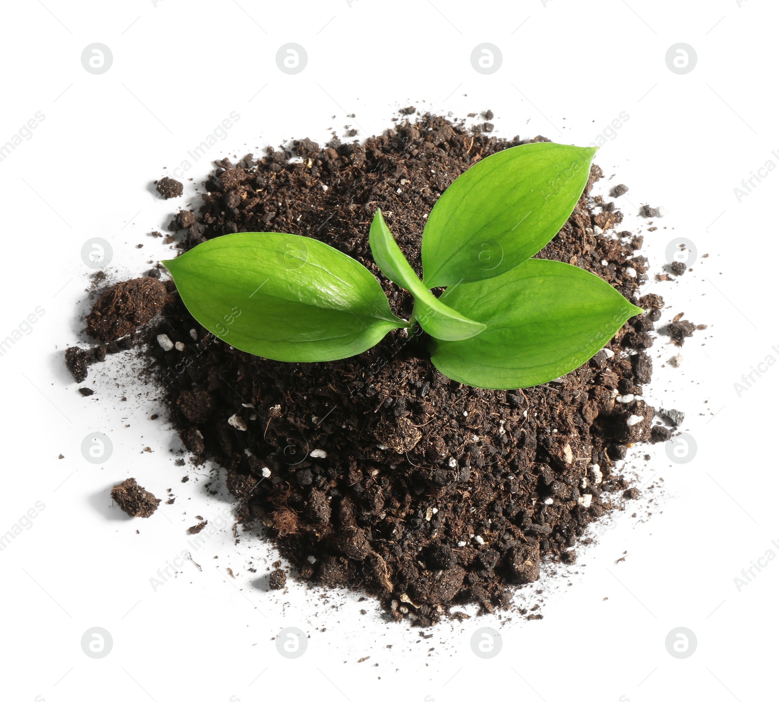 Photo of Young sapling in soil isolated on white, top view