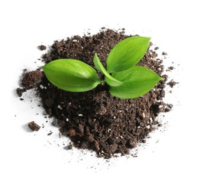 Photo of Young sapling in soil isolated on white, top view