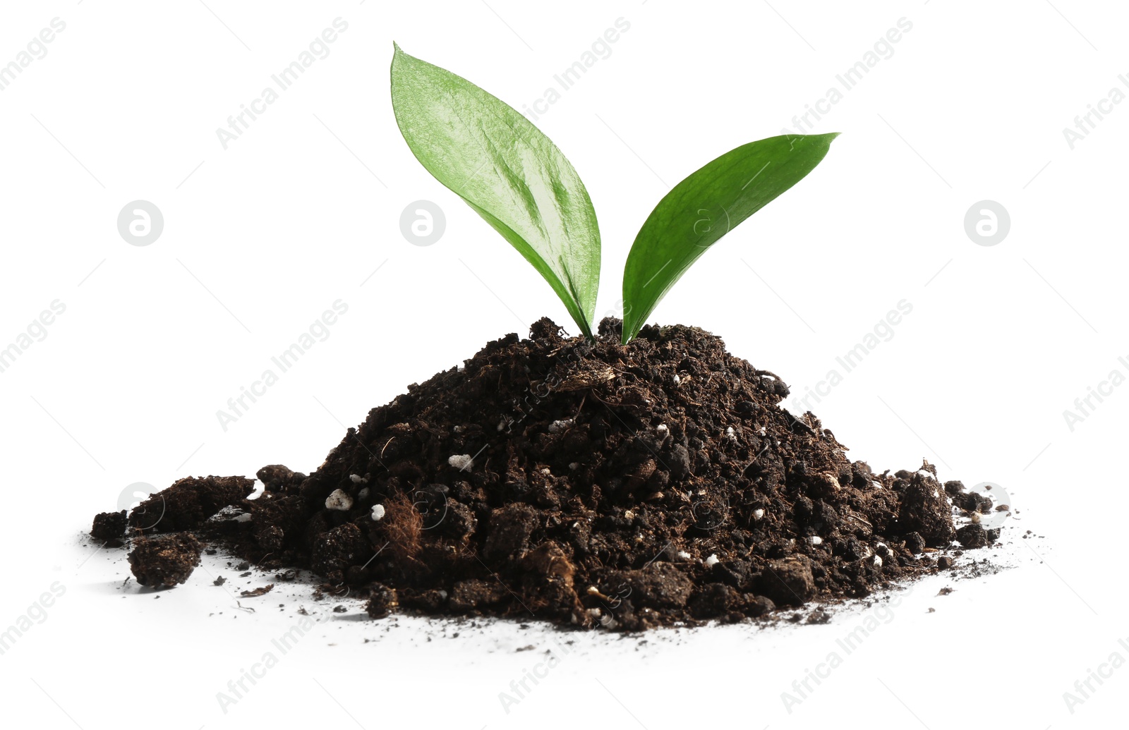 Photo of Young sapling in soil isolated on white